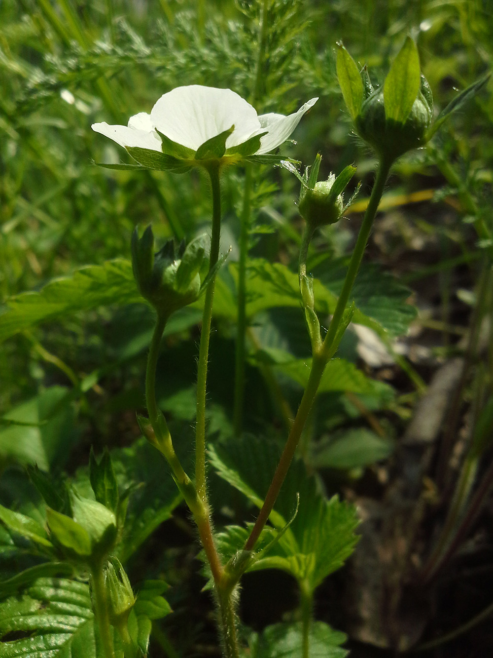 Изображение особи Fragaria viridis.