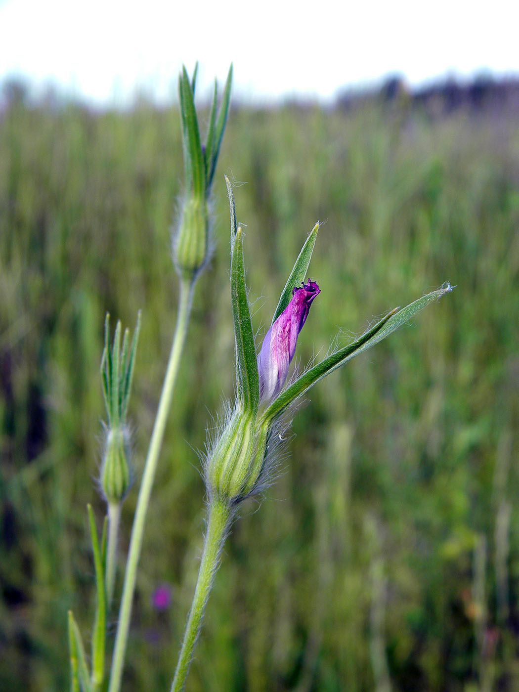 Image of Agrostemma githago specimen.