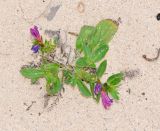 Echium bonnetii. Цветущее растение. Испания, автономное сообщество Канарские острова, о-в Фуэртевентура, провинция Лас Пальмас, муниципалитет Ла Олива, северные окр. пос. Эль Котильо, между мысами la Barra и de la Enrocadiza. 07.03.2016.