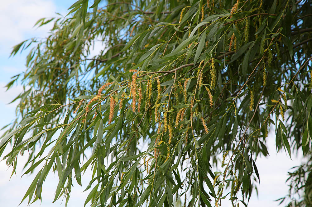 Image of Salix alba specimen.