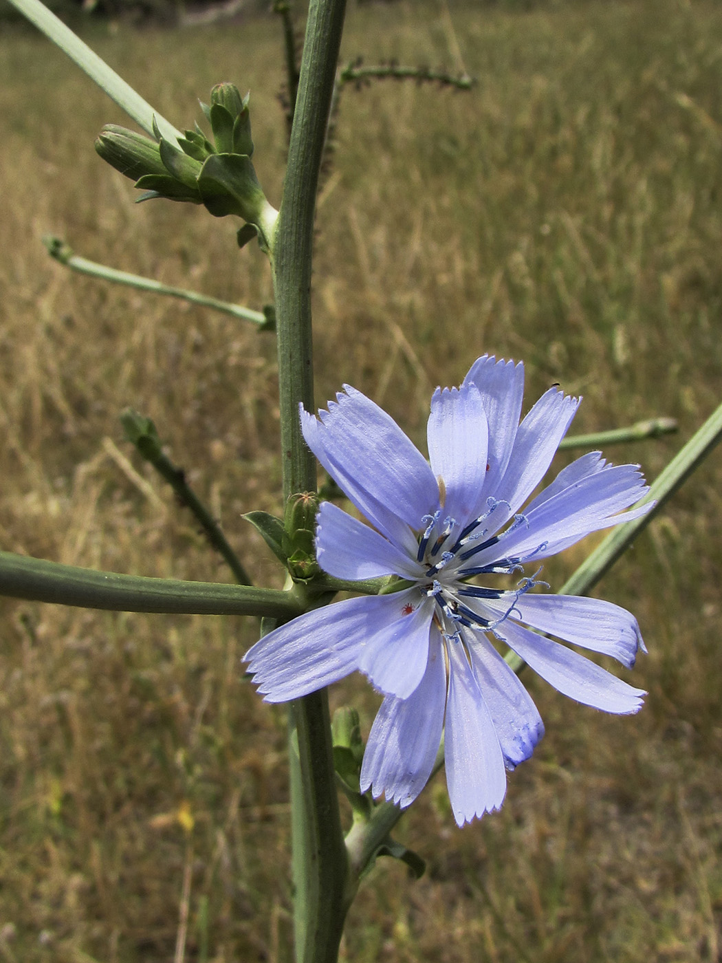 Изображение особи Cichorium intybus.