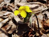 Viola orientalis