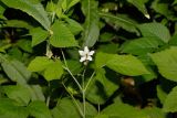 Rubus caesius