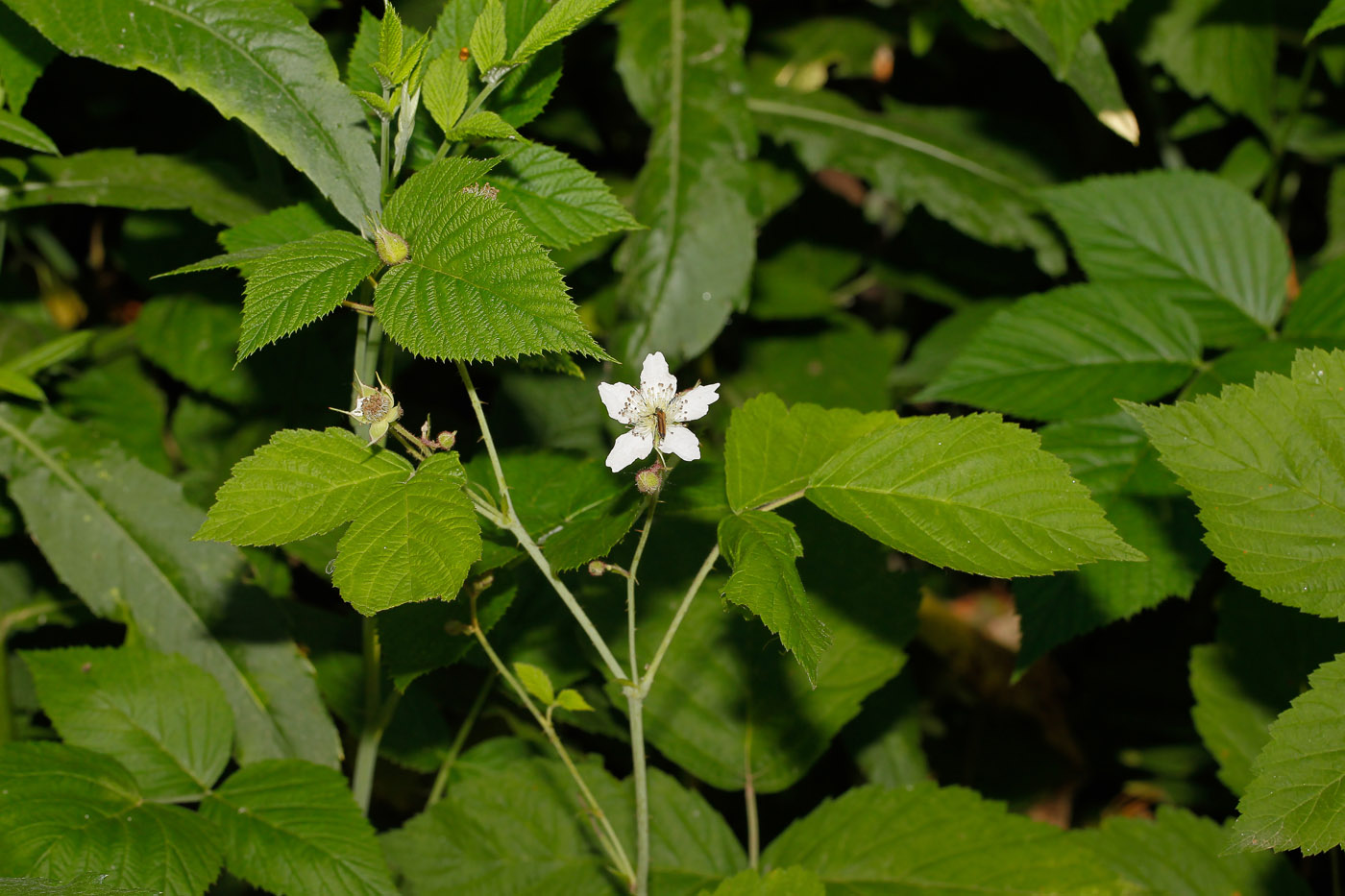 Изображение особи Rubus caesius.