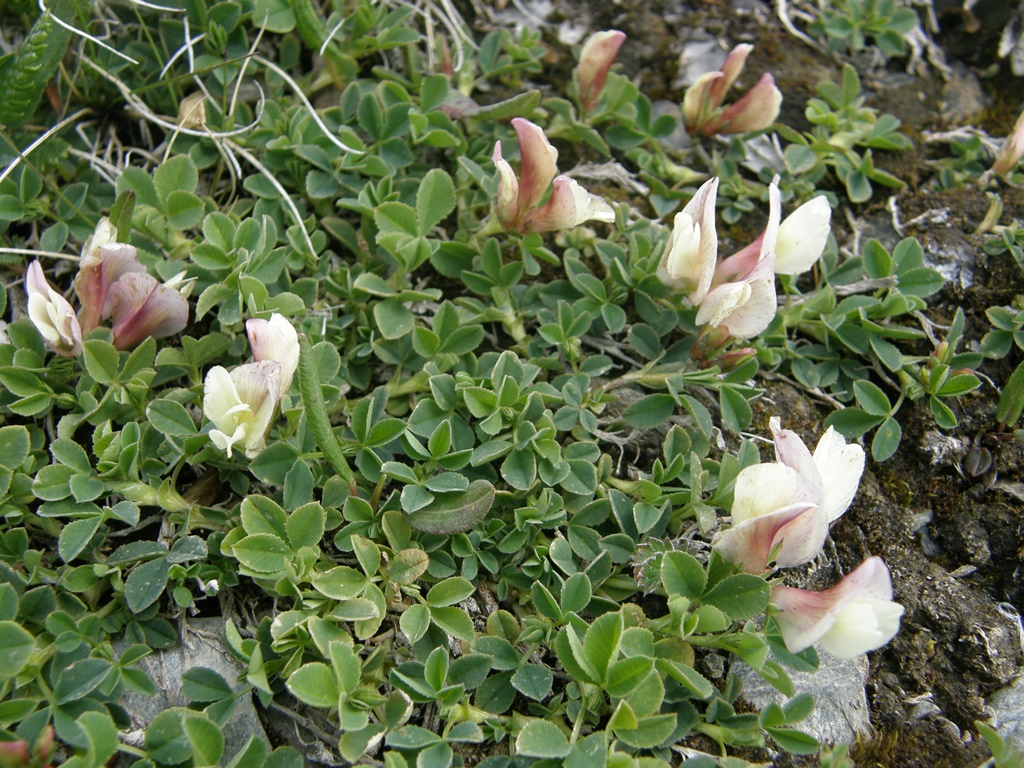 Image of Trifolium eximium specimen.