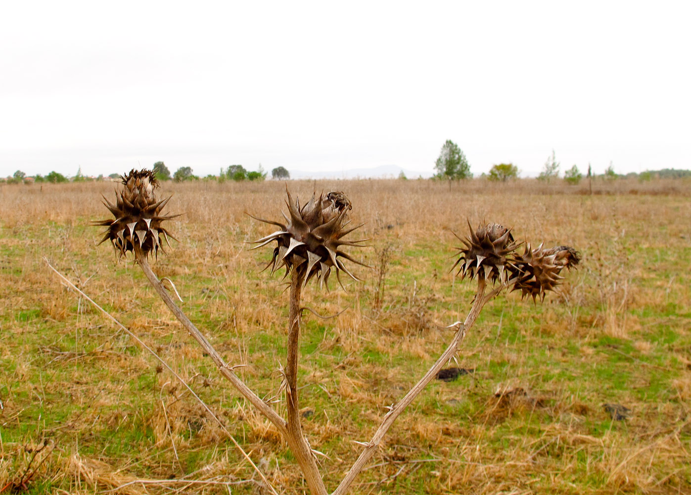 Image of Cynara syriaca specimen.