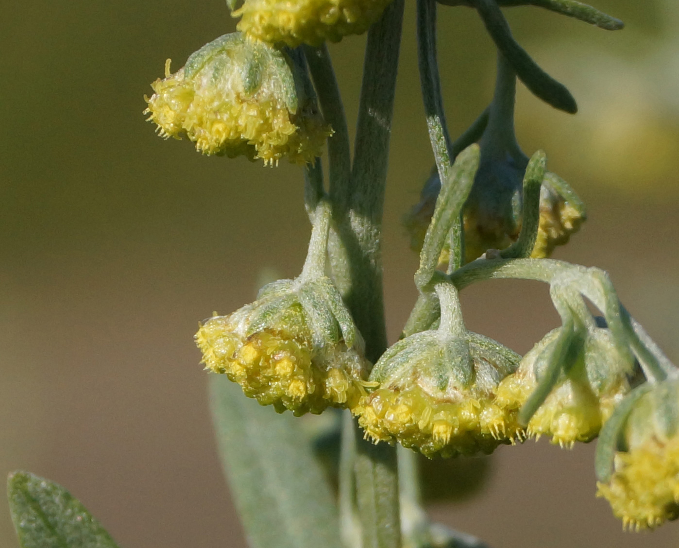 Image of Artemisia absinthium specimen.