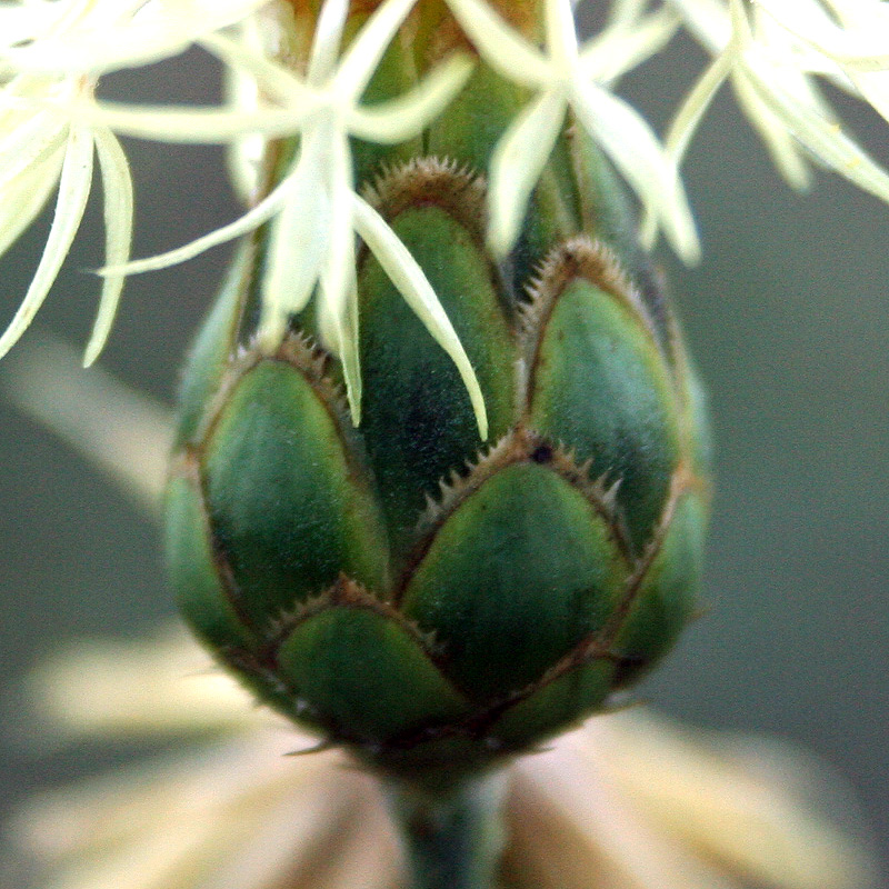 Изображение особи Centaurea salonitana.