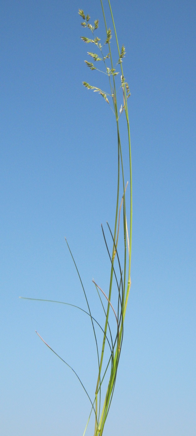 Изображение особи Poa angustifolia.