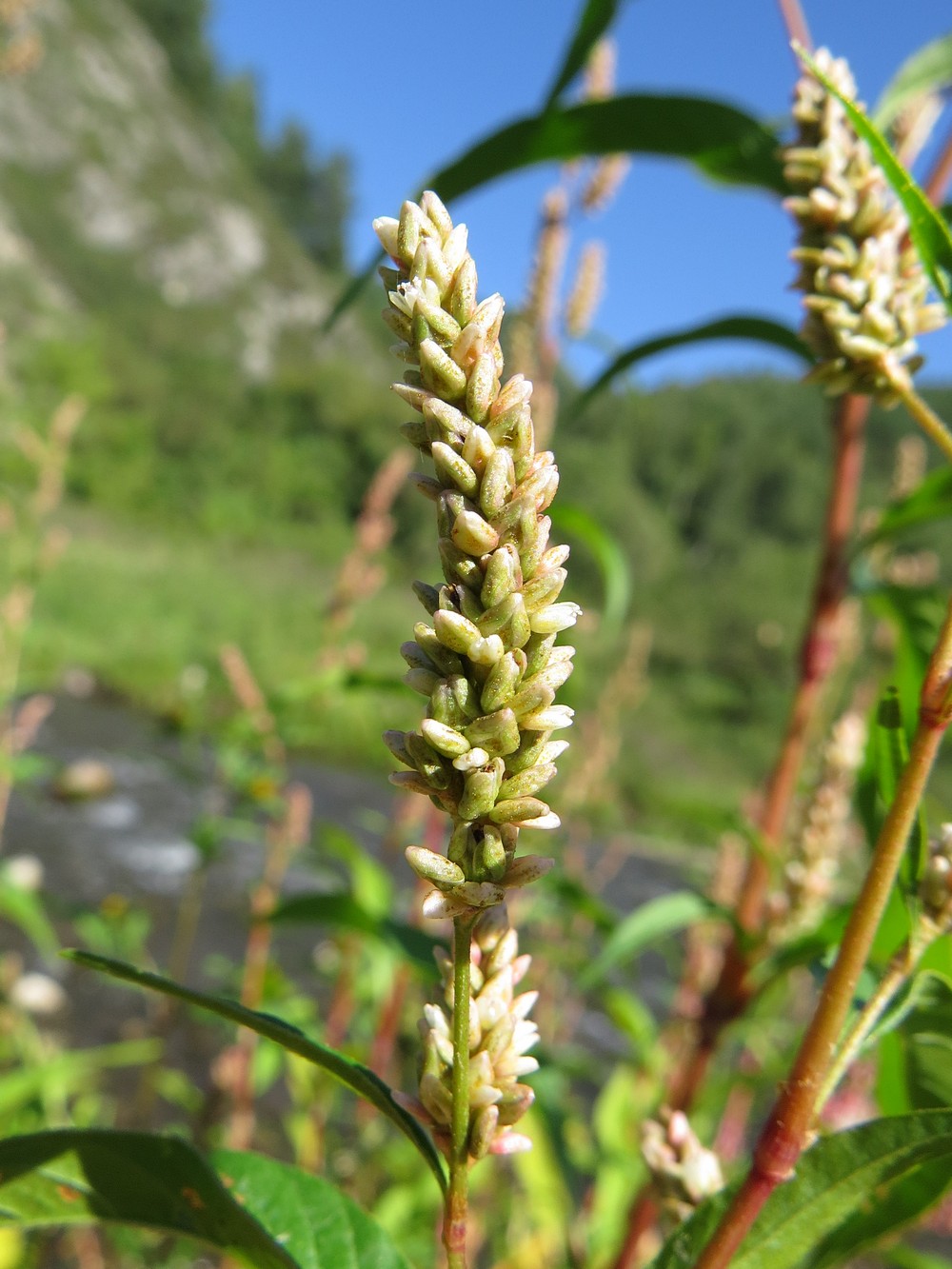 Изображение особи Persicaria lapathifolia.