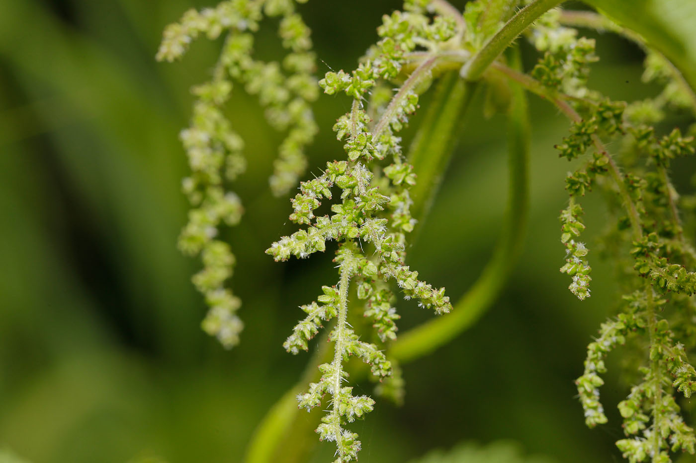 Изображение особи Urtica dioica.