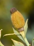 Romneya coulteri