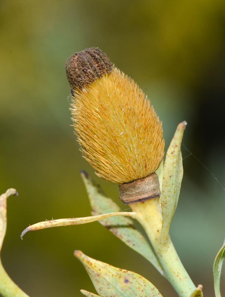 Image of Romneya coulteri specimen.
