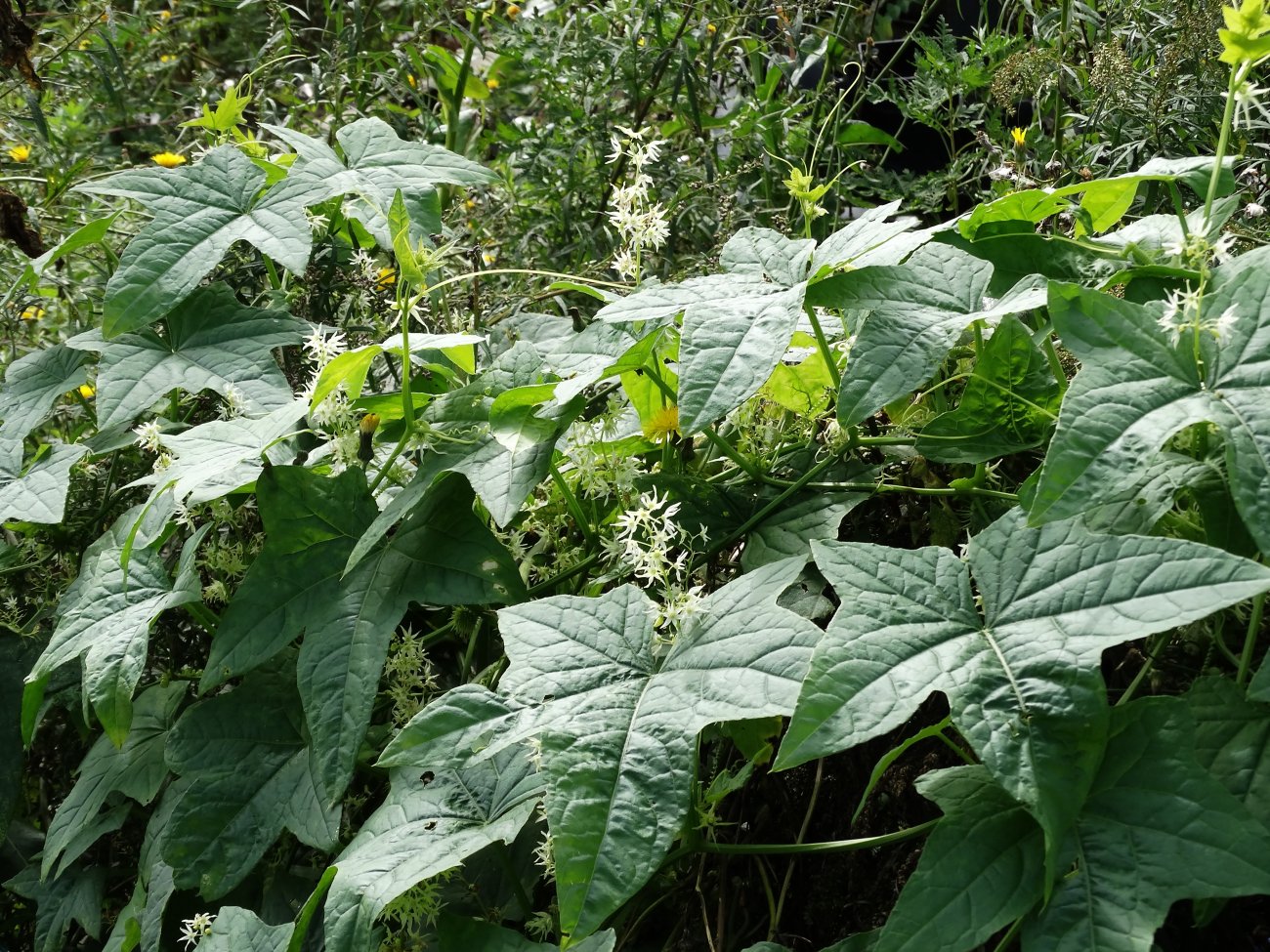 Изображение особи Echinocystis lobata.