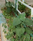 Physalis peruviana