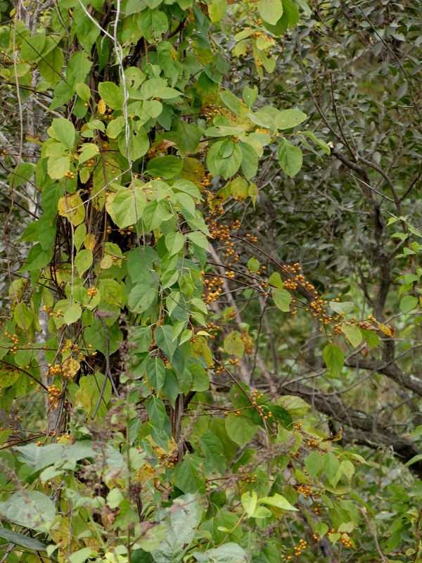 Изображение особи Celastrus orbiculata.