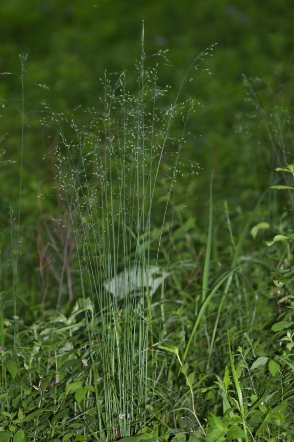 Image of Poa skvortzovii specimen.