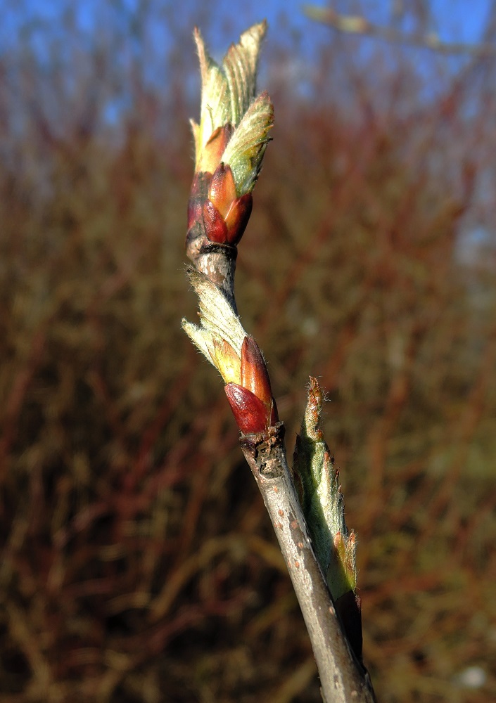 Изображение особи &times; Crataegosorbus miczurinii.