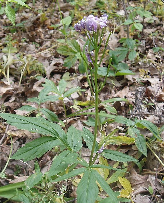 Изображение особи Cardamine quinquefolia.