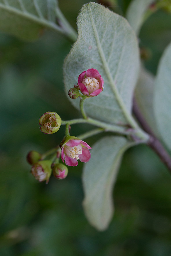 Изображение особи Cotoneaster melanocarpus.