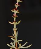 Salsola oppositifolia