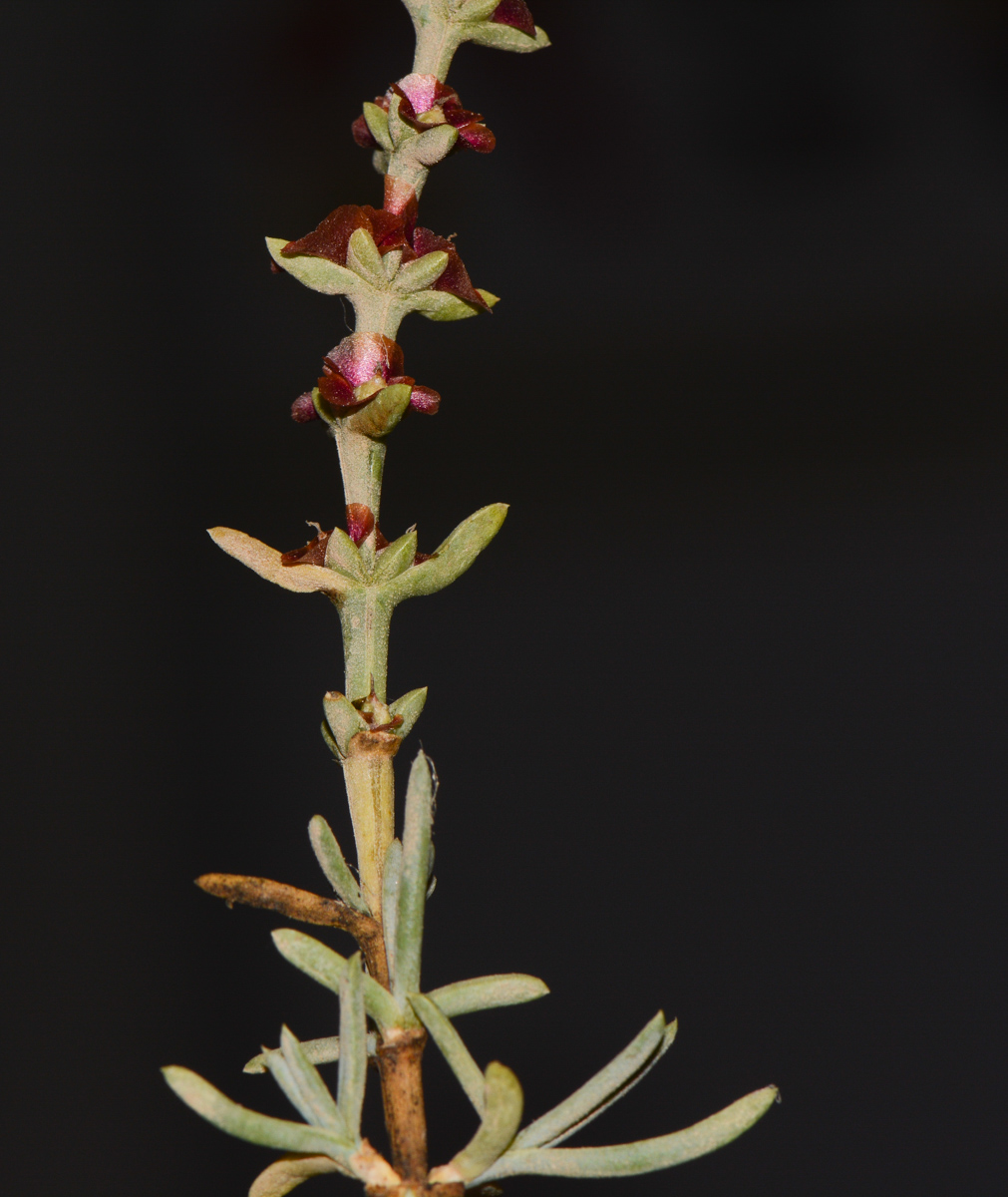 Image of Salsola oppositifolia specimen.