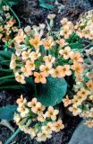 Kalanchoe blossfeldiana