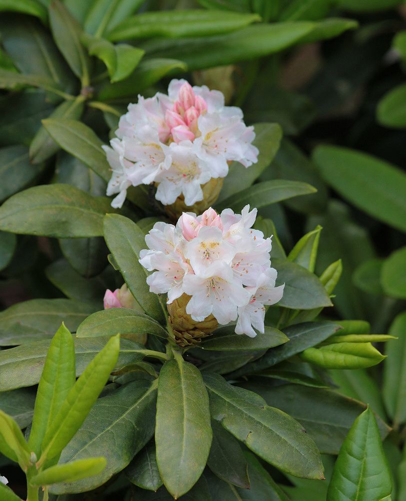 Изображение особи Rhododendron makinoi.