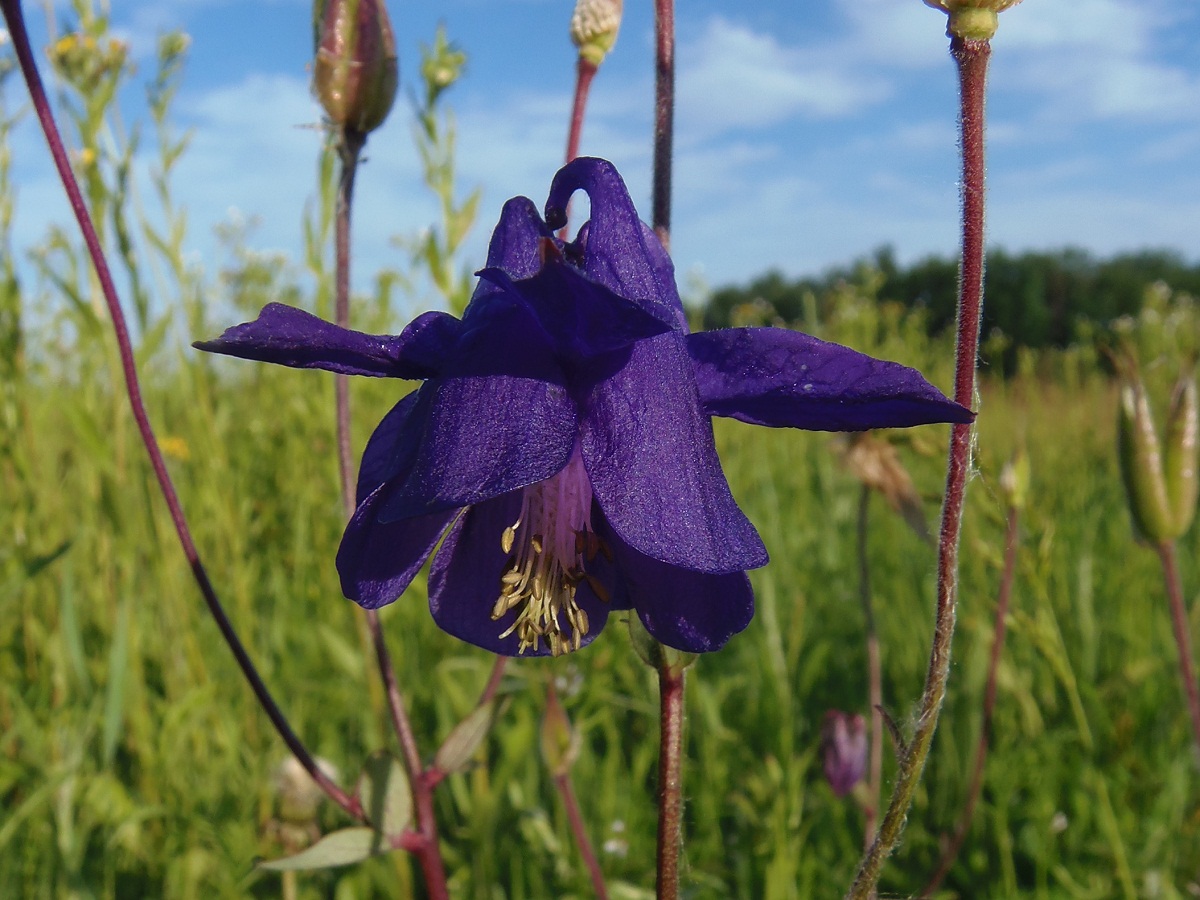 Изображение особи Aquilegia vulgaris.