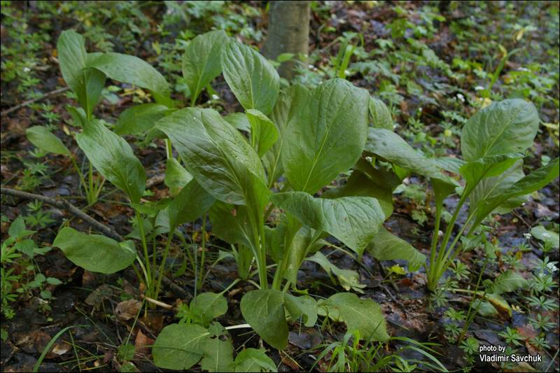 Изображение особи Solenanthus biebersteinii.