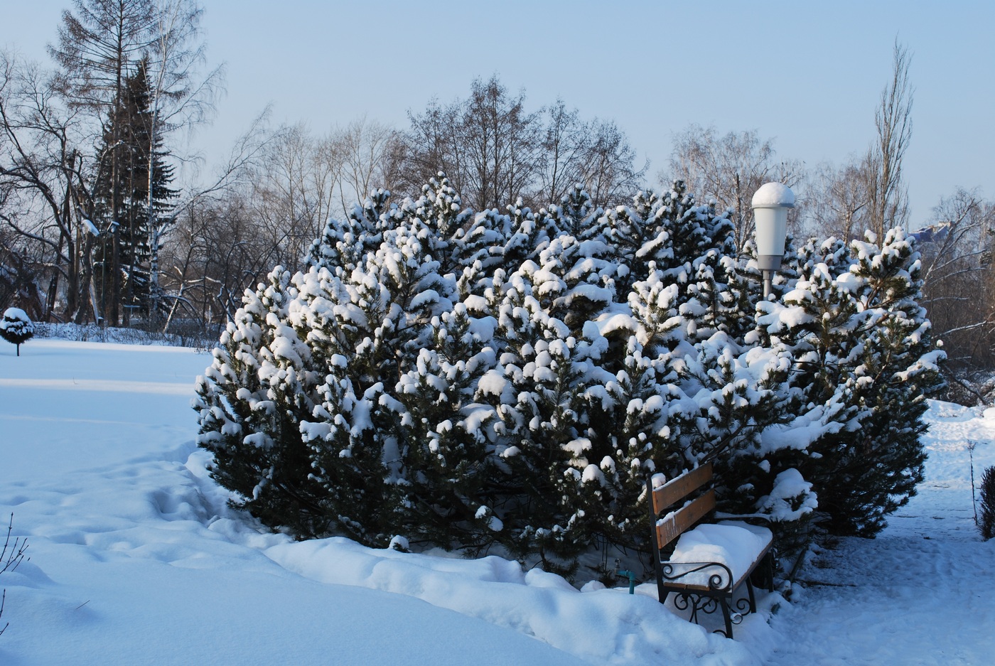 Изображение особи Pinus mugo.