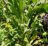 Cynoglossum officinale. Нижняя часть цветущего растения. Восточный Казахстан, Кокпектинский р-н, 25 км в горы от с. Пантелеймоновка, 1000 м н.у.м., сопка. 13.06.2016.