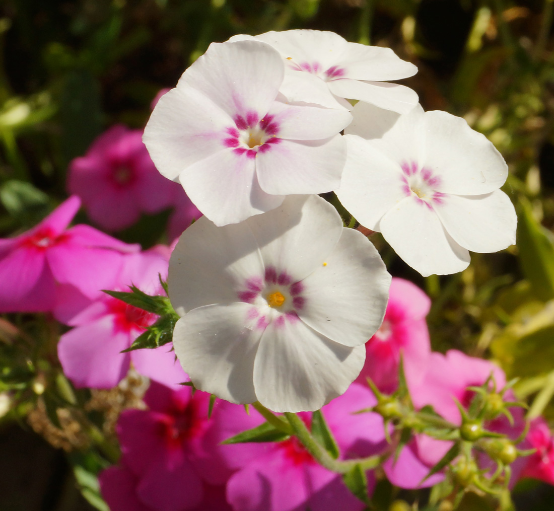 Изображение особи Phlox drummondii.