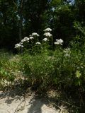 Achillea biserrata