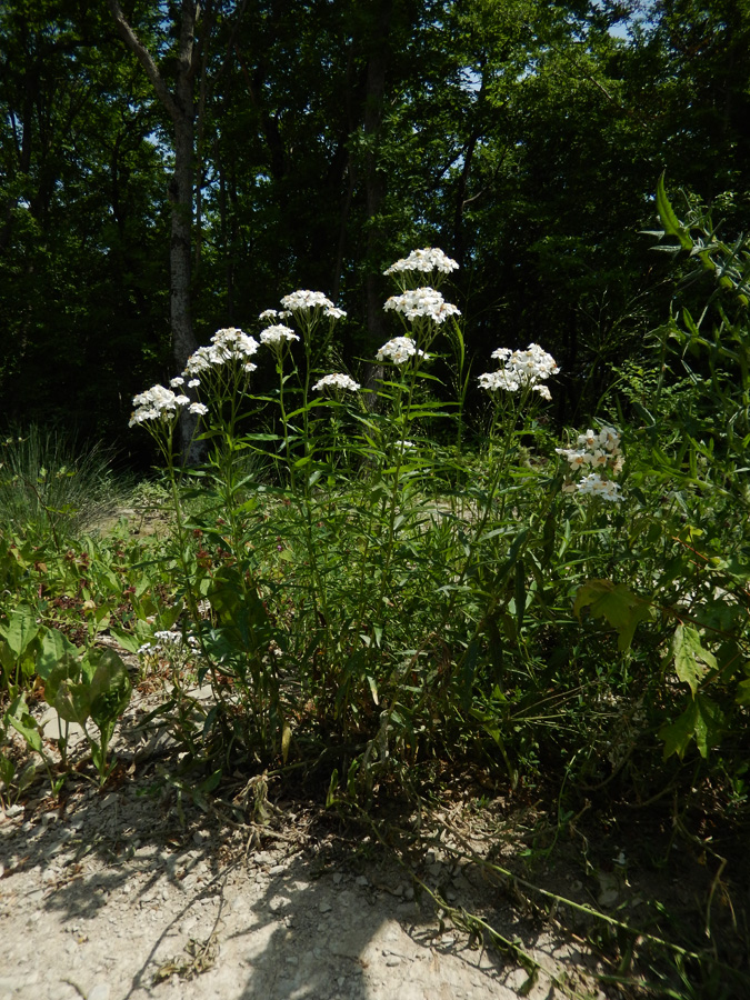 Изображение особи Achillea biserrata.