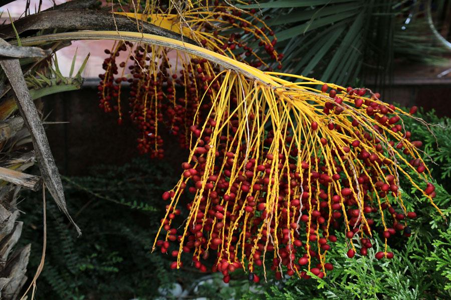 Image of Phoenix canariensis specimen.