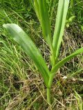 Dactylorhiza sibirica