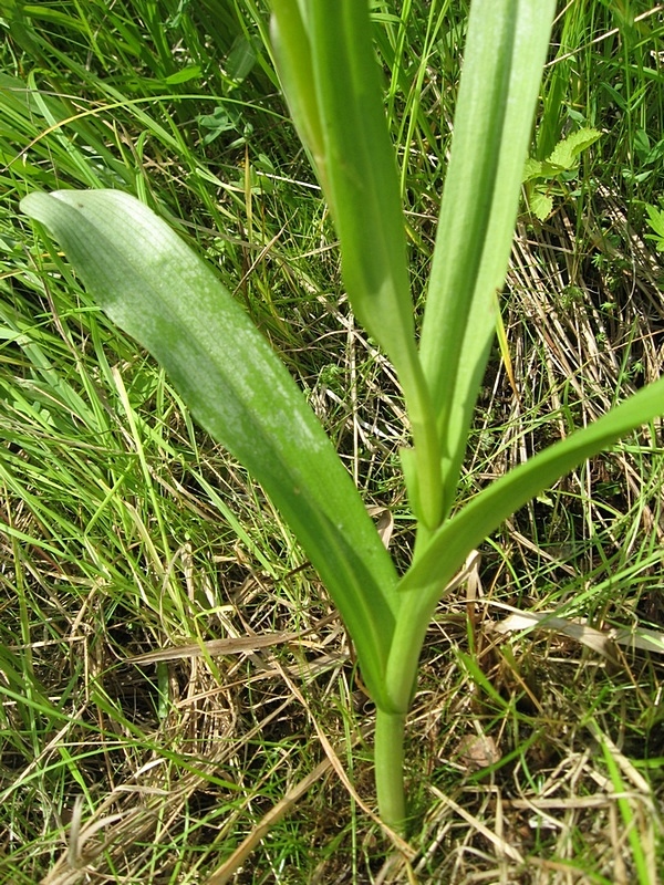 Image of Dactylorhiza sibirica specimen.