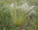 genus Stipa. Плодоносящее растение. Украина, Запорожская обл., Розовский р-н, буферная зона заповедника Каменные могилы, степь. 08.06.2016.