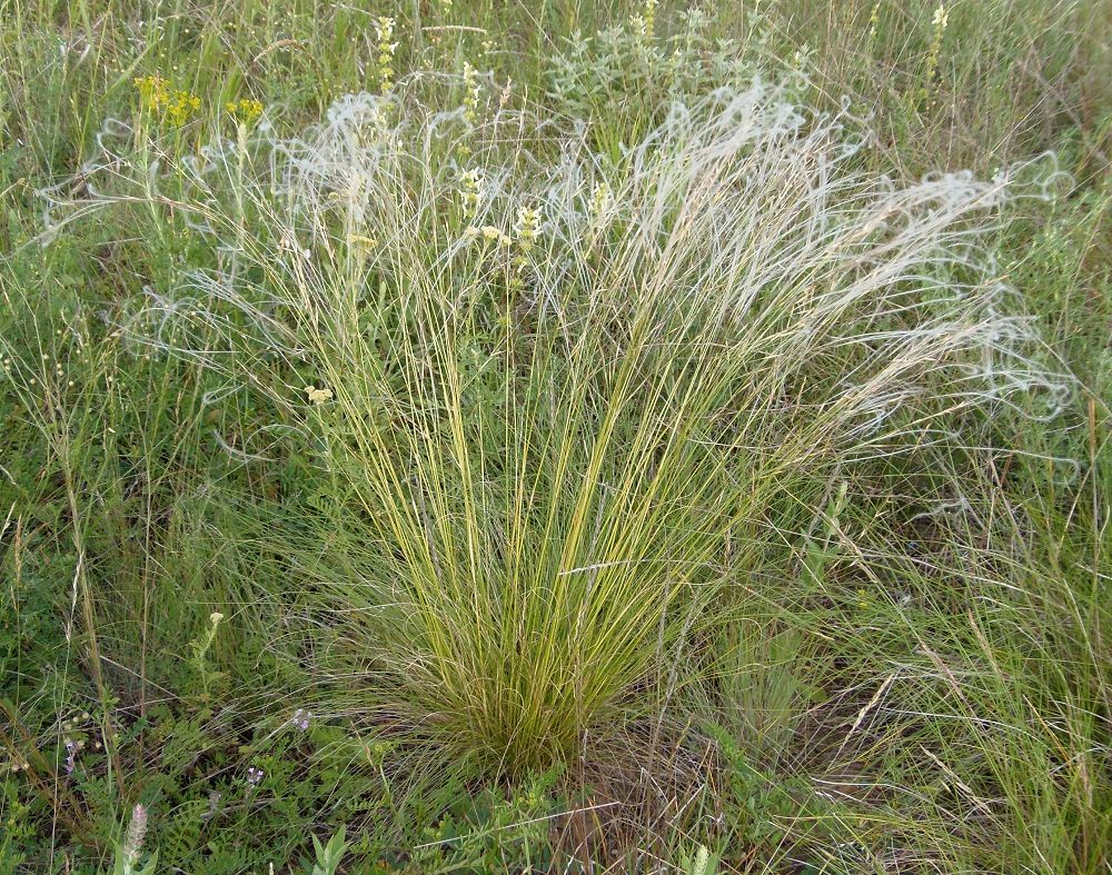 Изображение особи род Stipa.