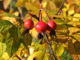 Rosa amblyotis