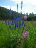 Delphinium elatum. Цветущее растение. Средний Урал, Свердловская обл., долина р. Пышма, окр. г. Сухой Лог, луг на берегу реки. 18.07.2013.
