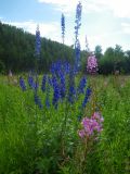 Delphinium elatum. Цветущее растение. Средний Урал, Свердловская обл., долина р. Пышма, окр. г. Сухой Лог, луг на берегу реки. 18.07.2013.