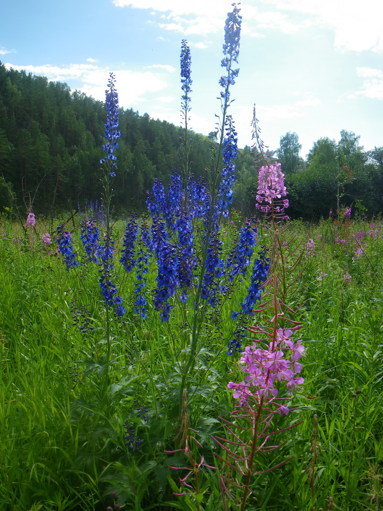 Изображение особи Delphinium elatum.