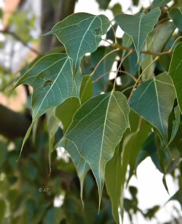 Изображение особи Brachychiton populneus.