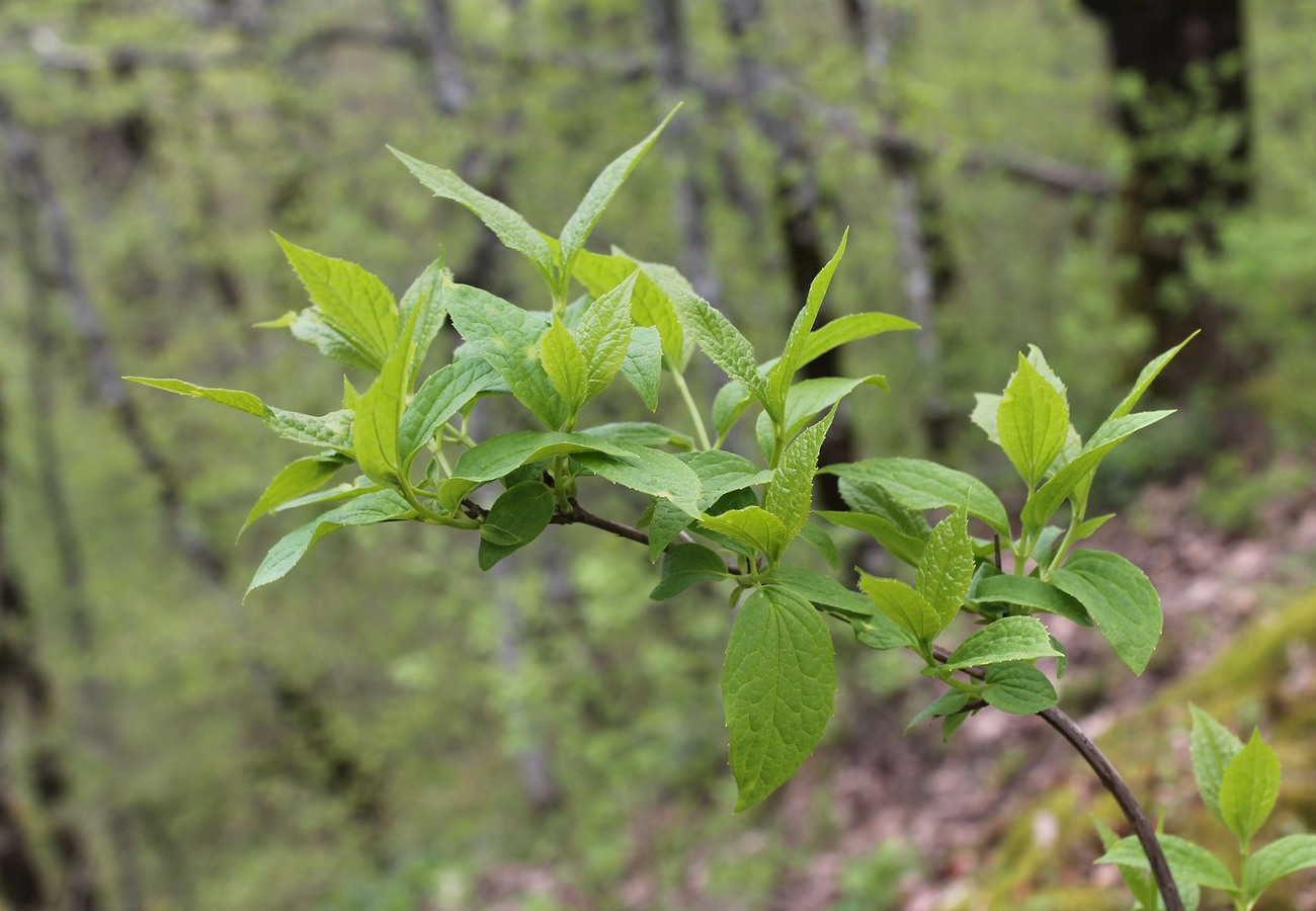 Image of Philadelphus caucasicus specimen.