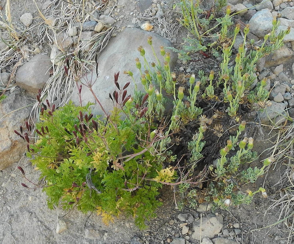 Image of Osmorhiza berteroi specimen.