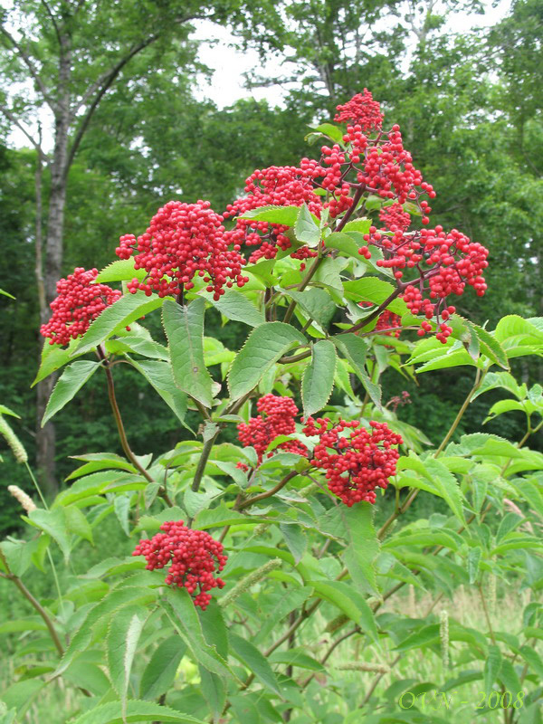 Image of Sambucus sibirica specimen.