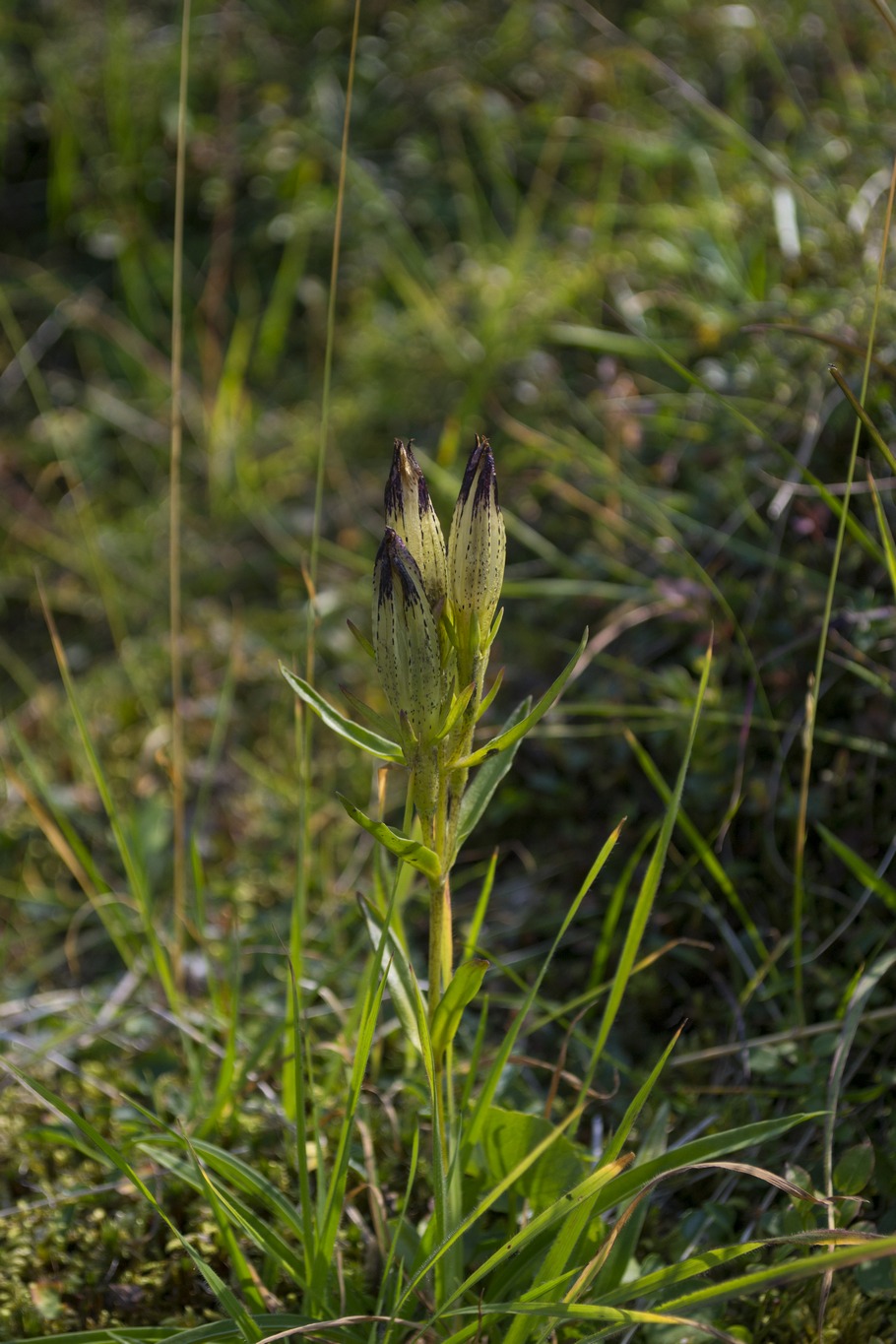 Изображение особи Gentiana algida.