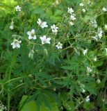 Geranium asiaticum